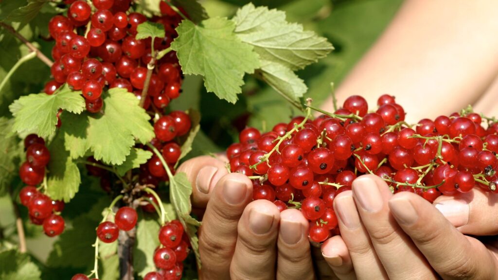 How to Grow Red Currants