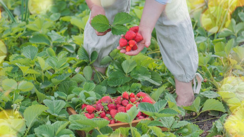 Strawberry Cultivation