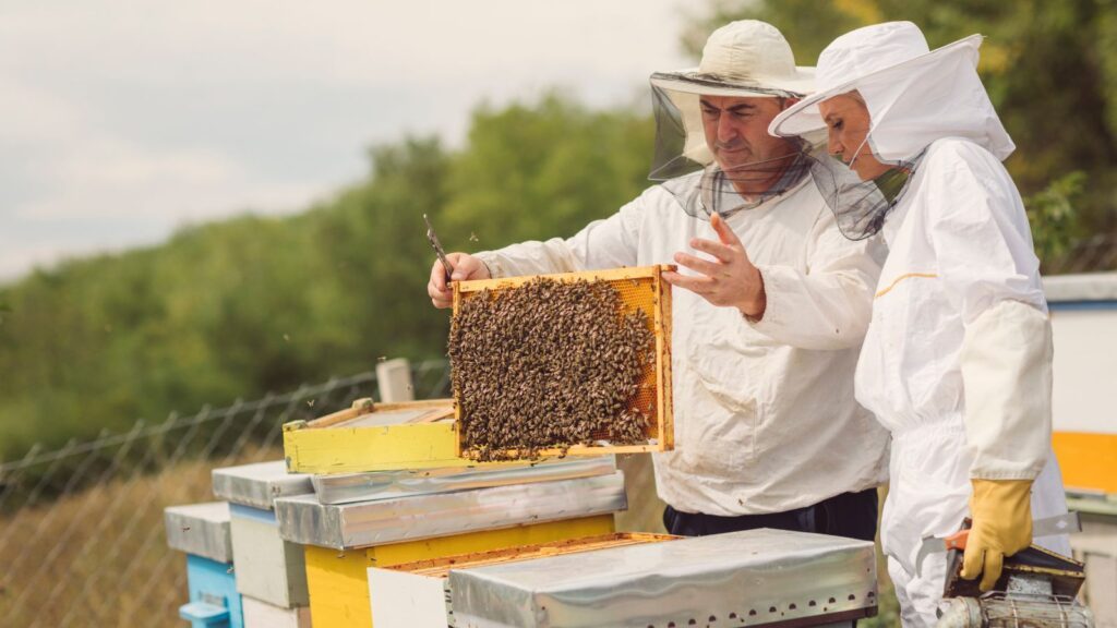 Beekeeping for food