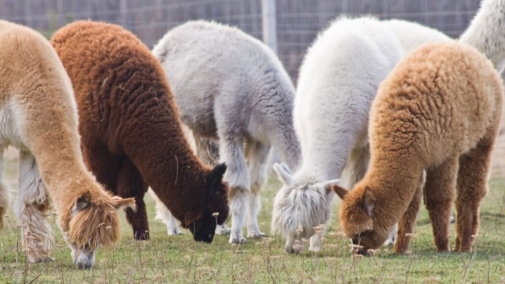 Llama farming