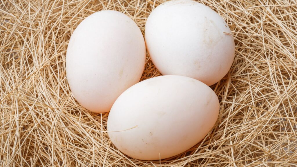 Organic duck eggs