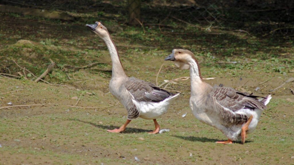 Raising geese for eggs