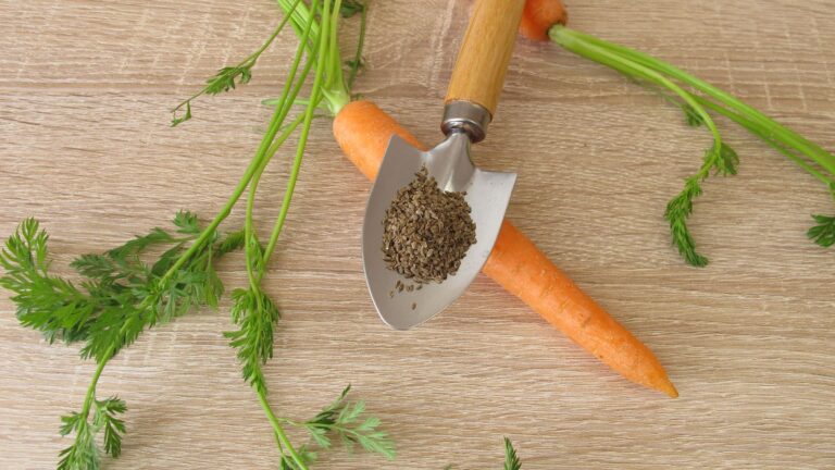 How to Plant Carrots: A Step-by-Step Guide for Beginners