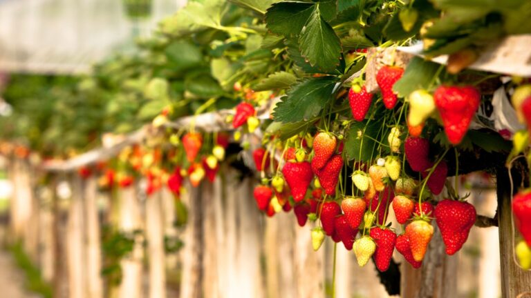 Strawberry Farming: Unleash Your Green Thumb & Cash In